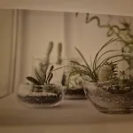 Apartment Butterfly *